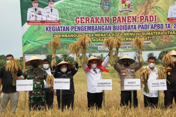 Bersama Petani Desa Lau Kasumpat, Gubernur Edy Rahmayadi Turun ke Sawah Panen Padi